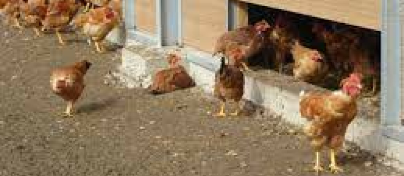 Influenza aviaire : un foyer détecté en élevage de volailles
