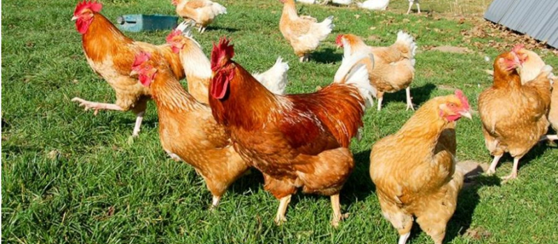 Les éleveurs de plein air invitent à "une poule party"