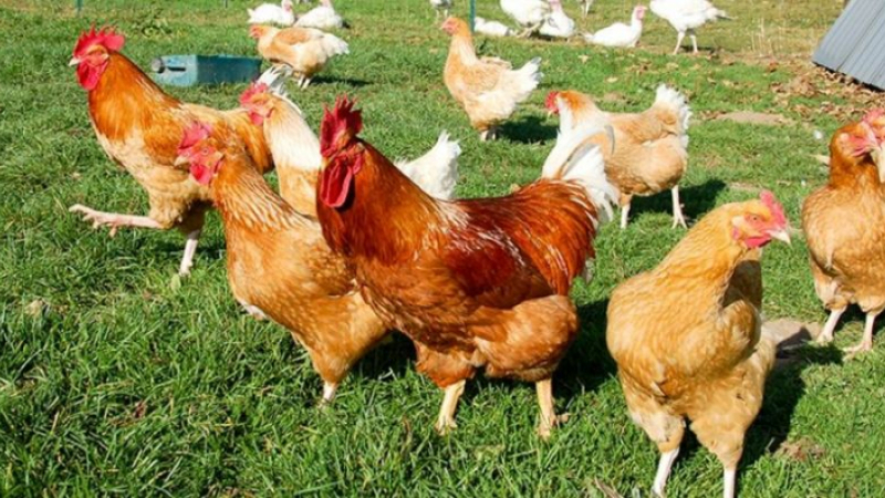 Les éleveurs de plein air invitent à "une poule party"