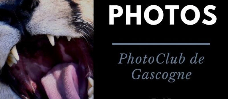 Exposition de portaits d'animaux
