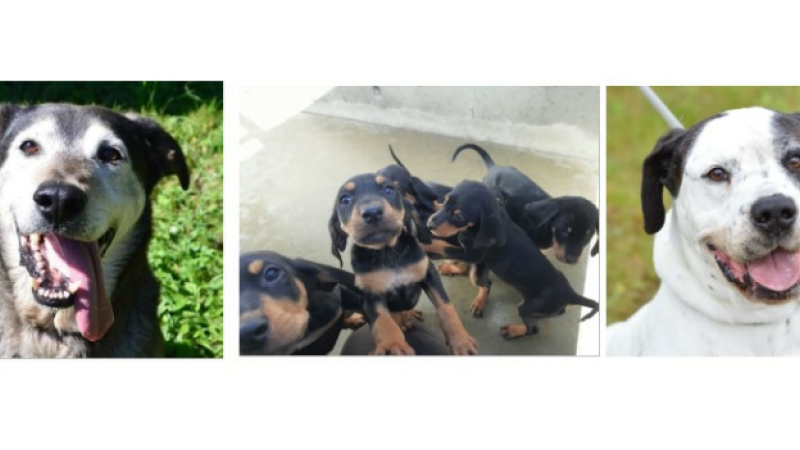 Des chiots et deux "coups de coeur" de la SPA à la une aujourd'hui !
