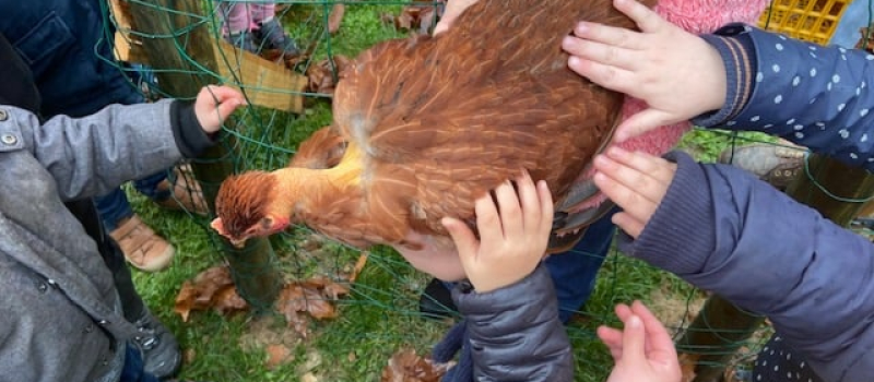 Des poules à Notre-Dame de Piétat