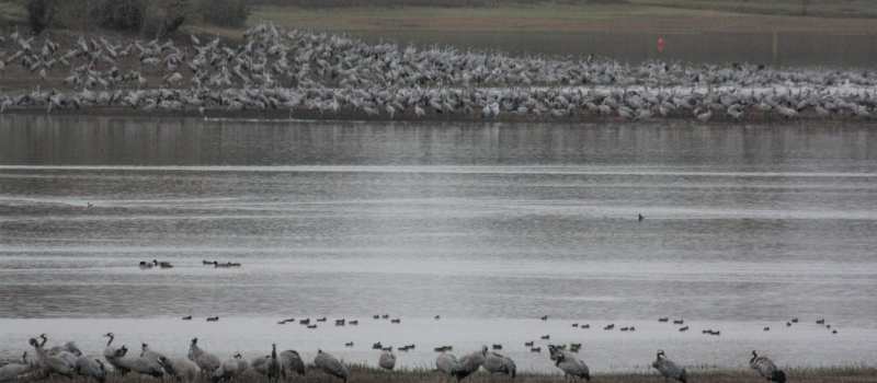 Des grues cendrées par milliers !