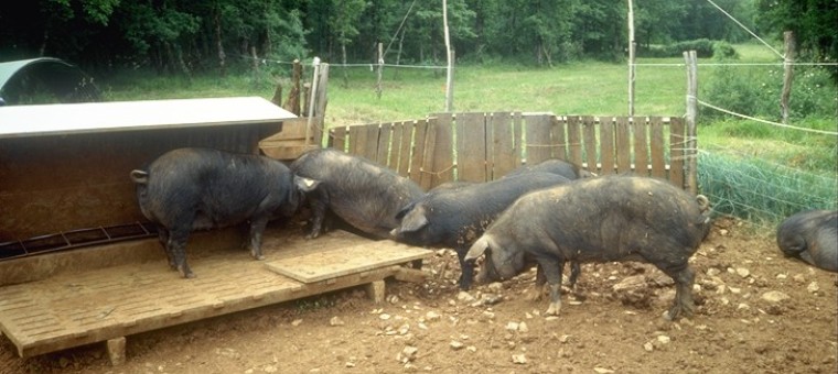 porcs noirs.jpg