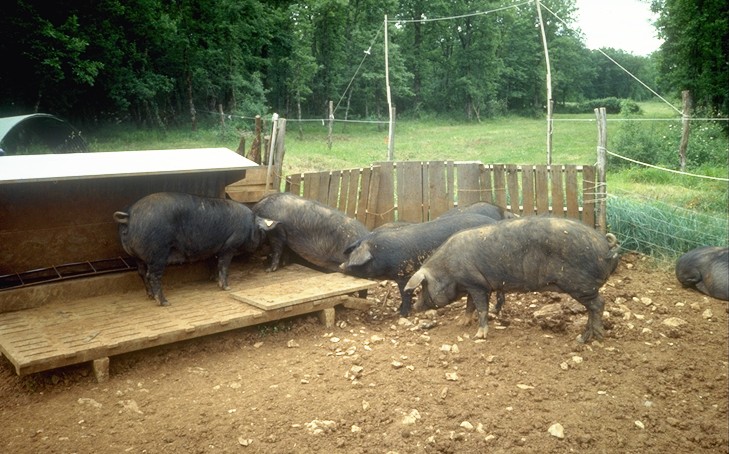 porcs noirs.jpg