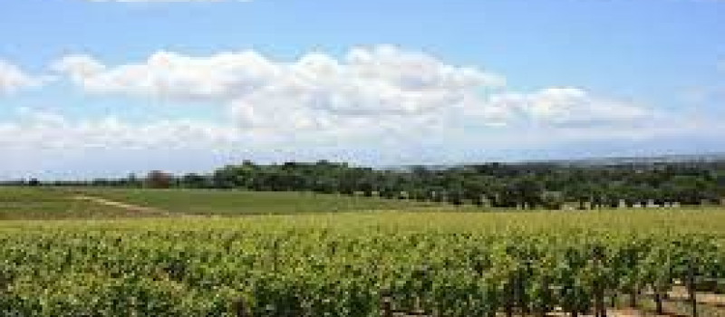 Pertes de récolte en viticulture dues au gel du 4 au 8 avril 2021