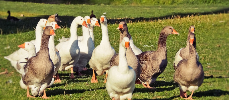 Sur le terrain, des sénateurs en défense de la filière foies gras
