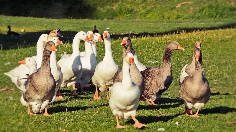 Sur le terrain, des sénateurs en défense de la filière foies gras