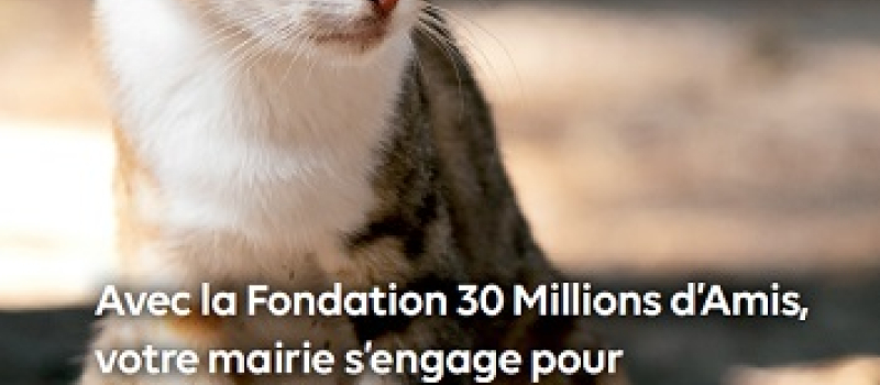 Campagne de stérilisations pour les chats à Saint-Clar