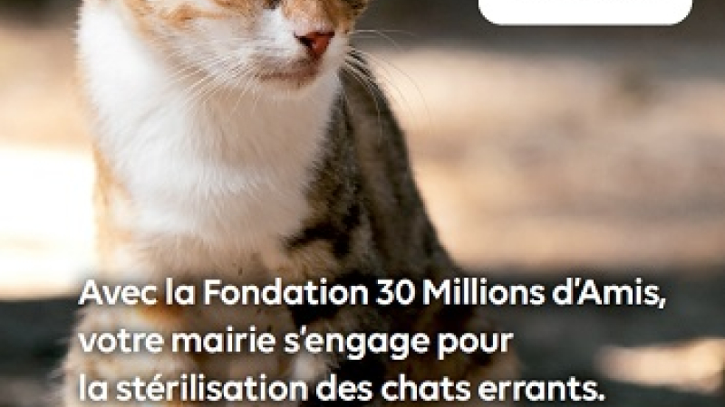 Campagne de stérilisations pour les chats à Saint-Clar