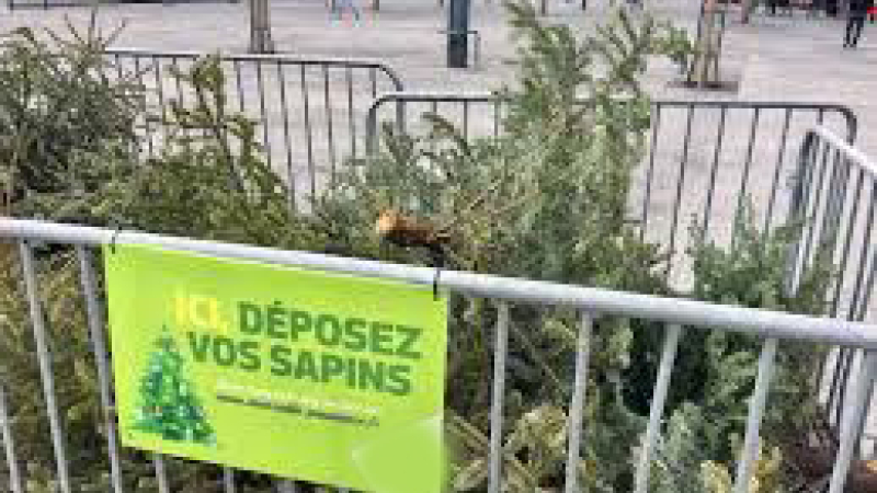 Que faire de son sapin de Noël après les fêtes ?