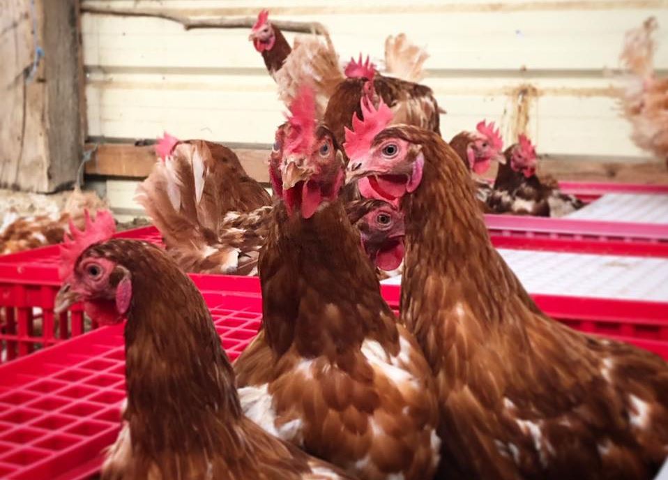 Prêtes pour le départ vers une nouvelle vie ! - Photo Champs Libres Aux Poules