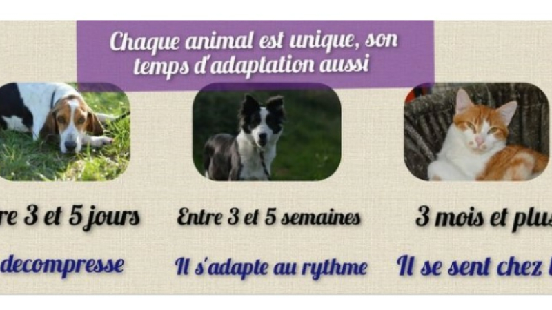 Adoption d'un animal : la règle des 3/5