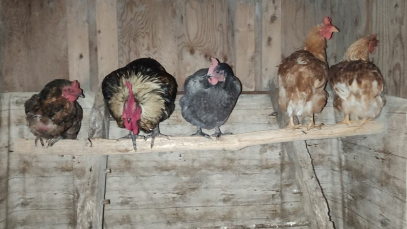 La grippe aviaire contraint "Champs Libres Aux Poules" à annuler la prochaine adoption