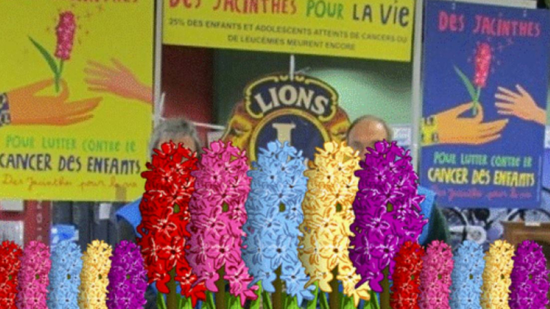 Des jacinthes pour la vie