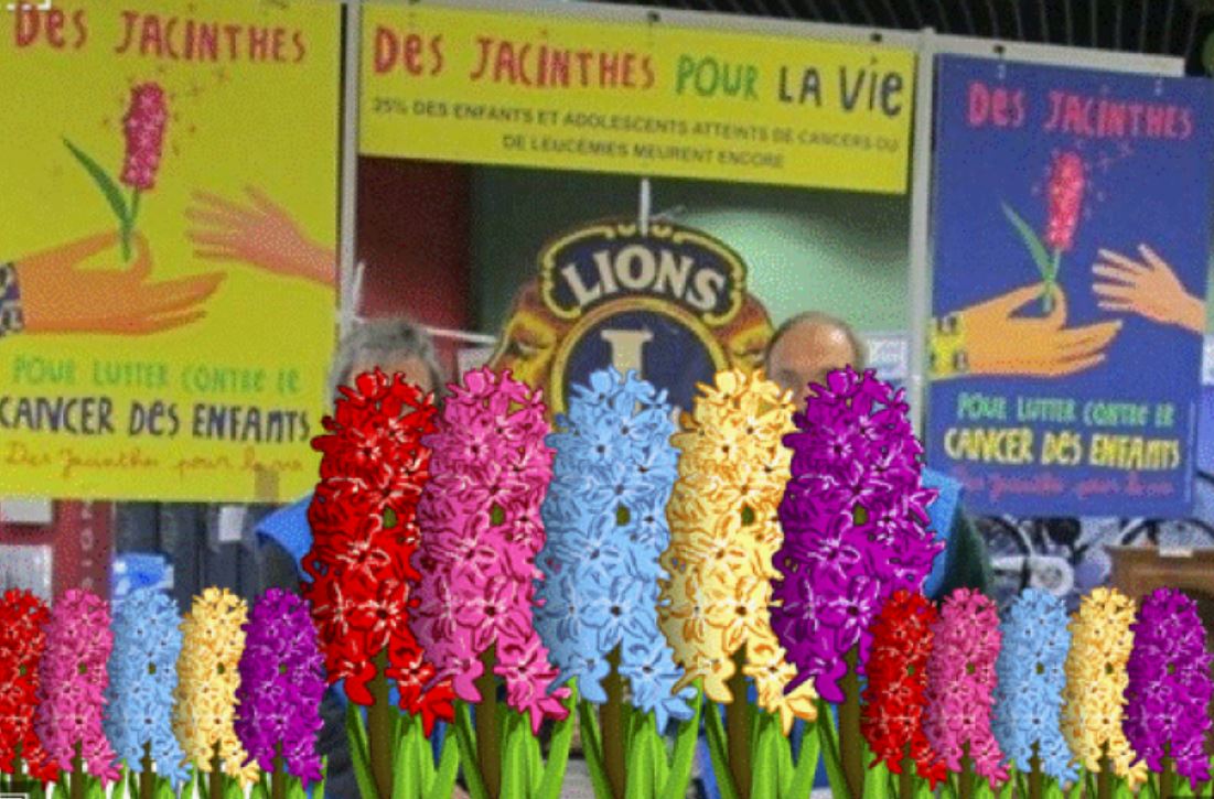 jacinthes lions