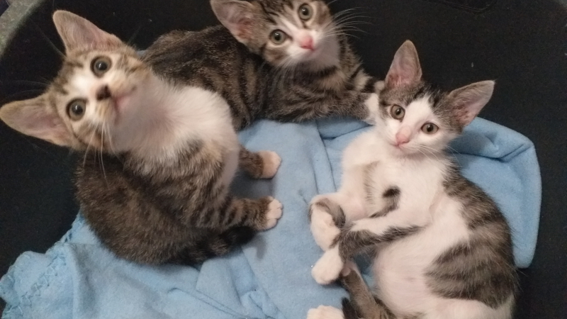 L'association Au chant des Chats contrainte à la dissolution
