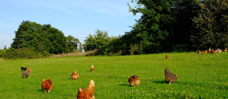 Urgence : changeons de modèle de production avicole et sauvons les éleveurs bio !