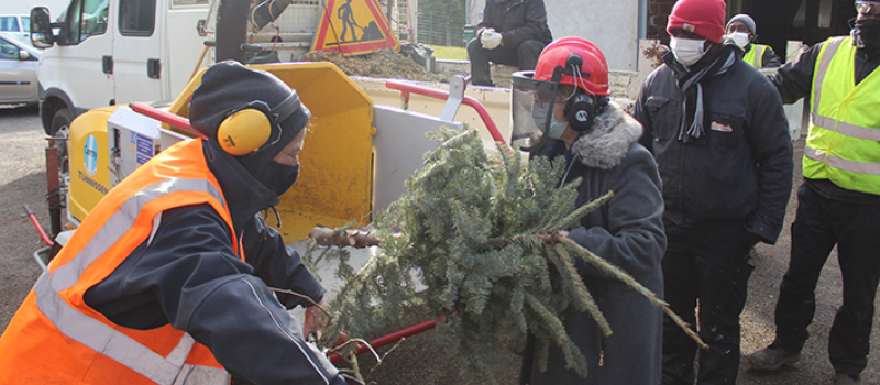 Recyclage des sapins
