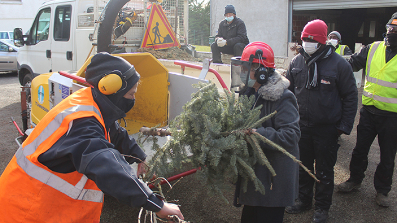 Recyclage des sapins