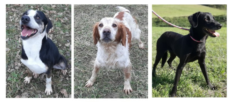 Patho, Saly et Daisy sont les stars de la semaine !