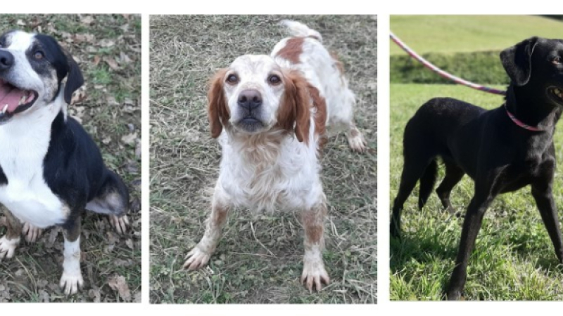Patho, Saly et Daisy sont les stars de la semaine !