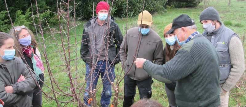 Tout savoir sur la greffe de fruitiers