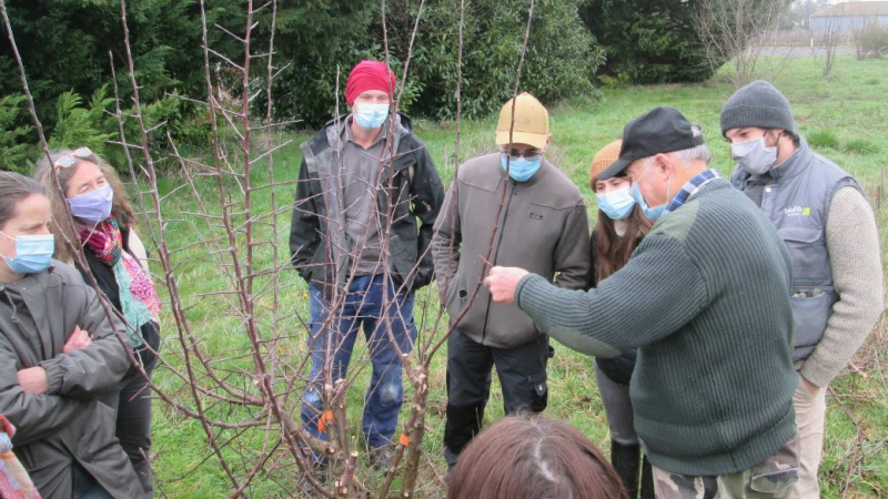 Tout savoir sur la greffe de fruitiers