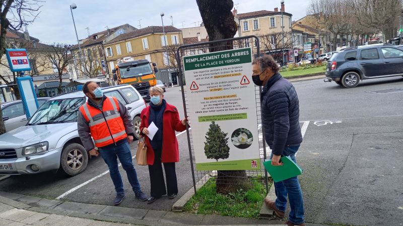 Place de Verdun :  les érables seront remplacés par des magnolias