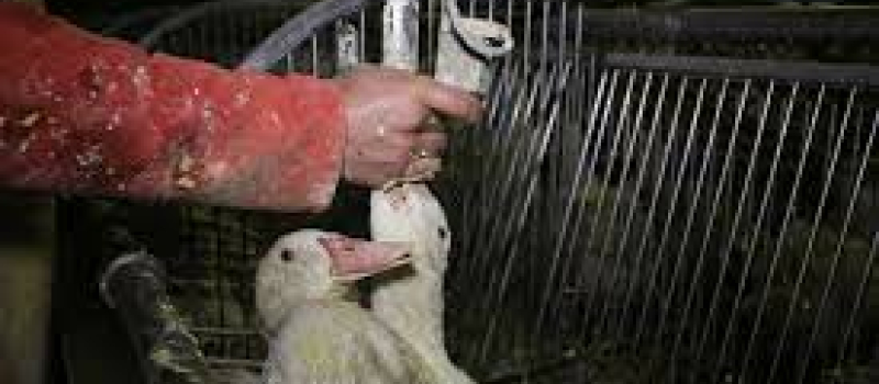 Gavage ou pas : Foies gras ou pas foies gras telle est la question