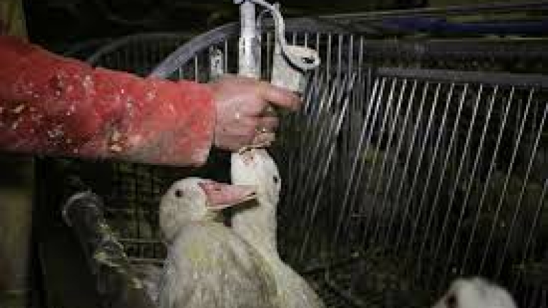 Gavage ou pas : Foies gras ou pas foies gras telle est la question