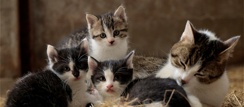 La mairie s'engage pour la stérilisation des chats errants