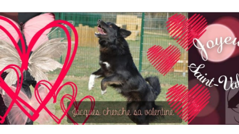 C'est la Saint-Valentin...à la SPA aussi !