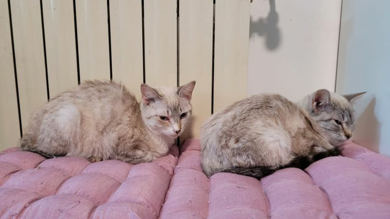 Campagne de stérilisation des chats 2021: le bilan