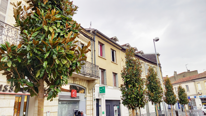 Les magnolias sont arrivés et plantés