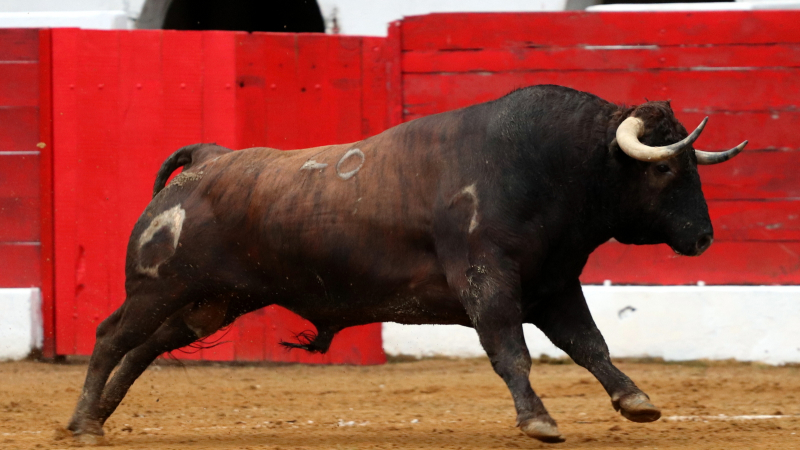 Le Tendido Risclois organisera une CORRIDA le samedi 6 août 2022