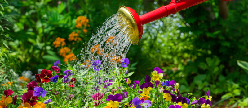 L'eau dans la jardin
