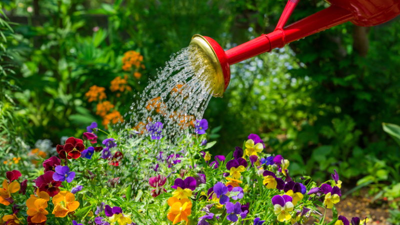 L'eau dans la jardin