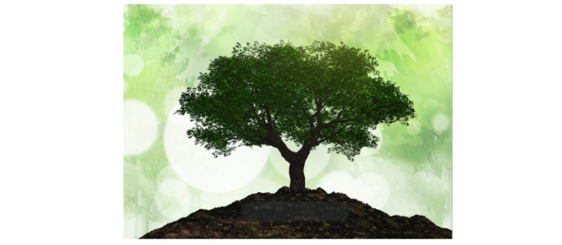 La commune de Vic-Fezensac lance l’opération « Mon Arbre à Moi »
