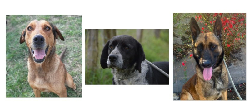Trois jeunes chiens à la une cette semaine !
