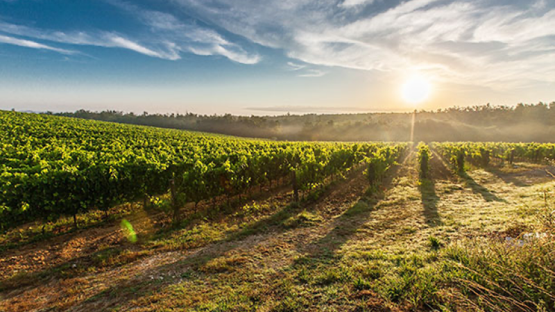 La vigne face aux chocs climatiques, une journée proposée par Arbre et Paysage 32