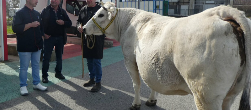 La vache de Pâques  est venue rencontrer ses futurs consommateurs