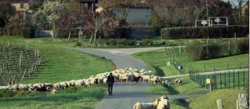 Quand les brebis se donnent en spectacle