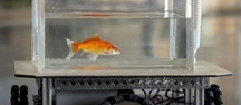 Le poisson rouge : un excellent conducteur !