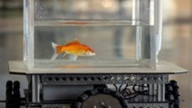 Le poisson rouge : un excellent conducteur !