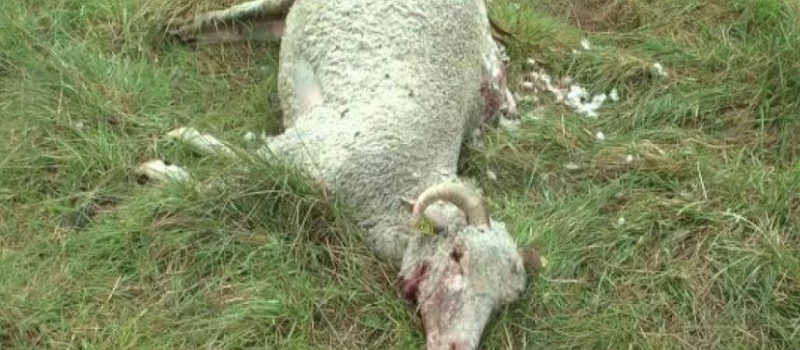 Un troupeau de brebis attaqué par des chiens