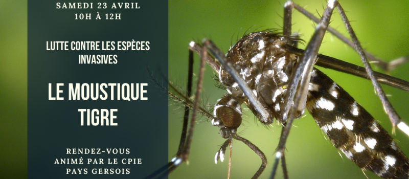 Rendez-vous Moustique tigre