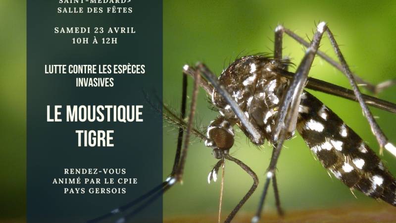 Rendez-vous Moustique tigre
