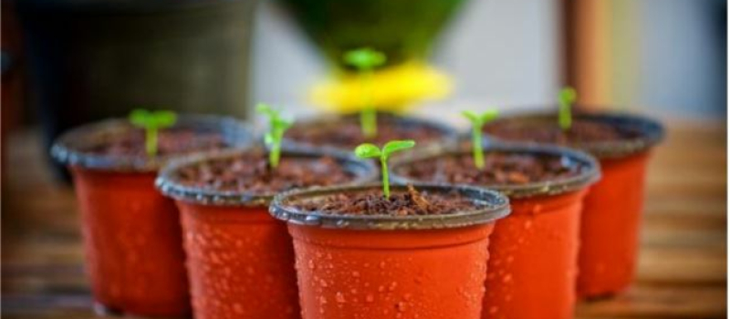 Le Troc ’Plantes du CPIE Pays Gersois