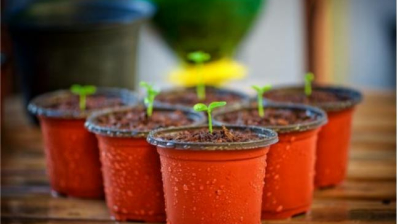 Le Troc ’Plantes du CPIE Pays Gersois